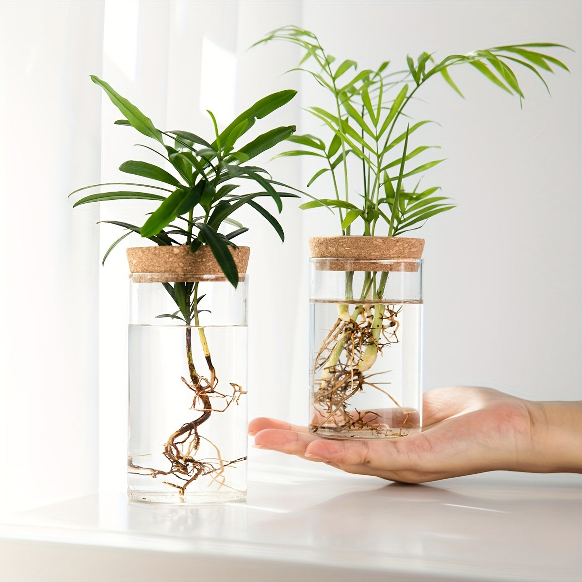 Two glass jars with cork lids containing plants and roots on a white surface.