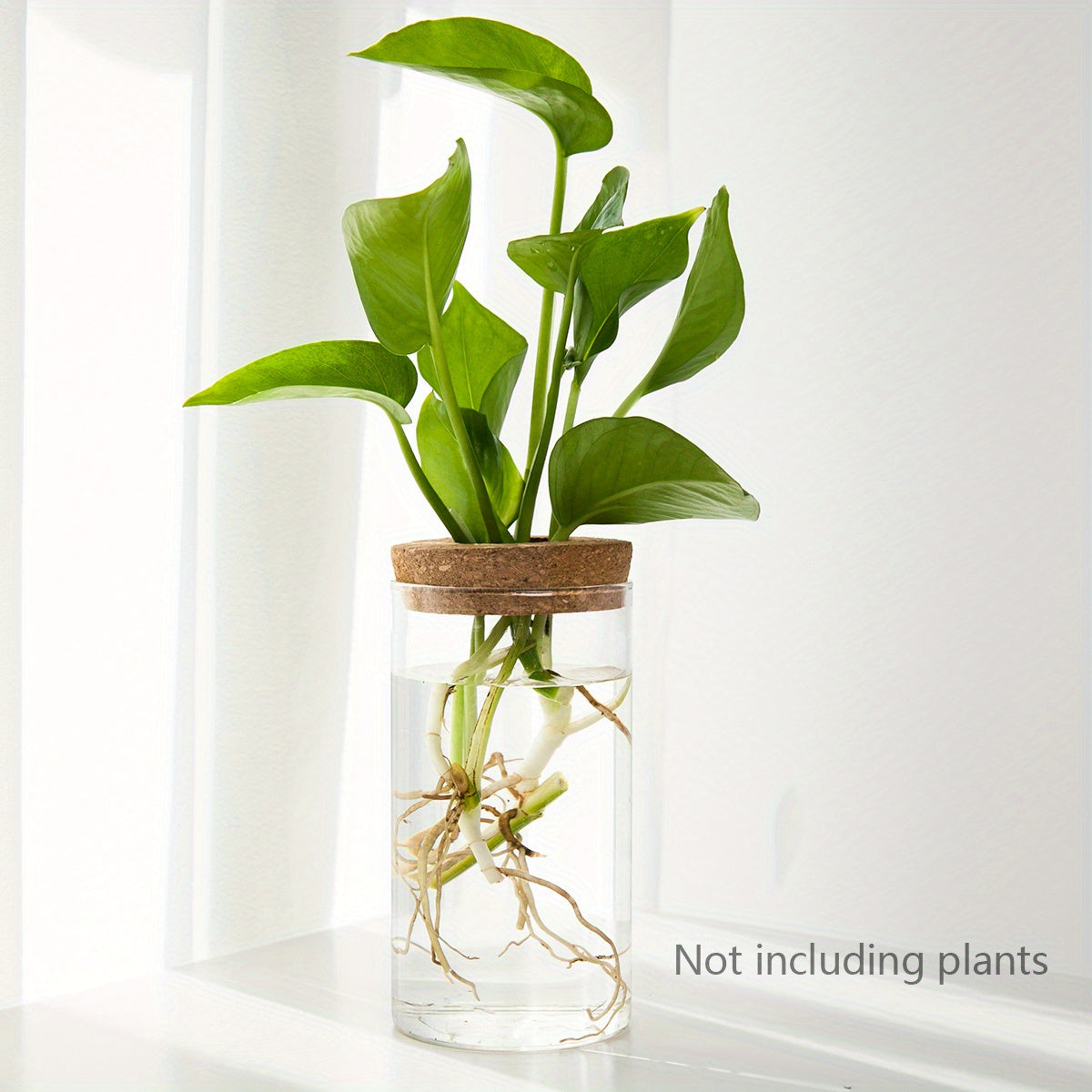 Clear glass vase with cork lid containing a green plant on a white background