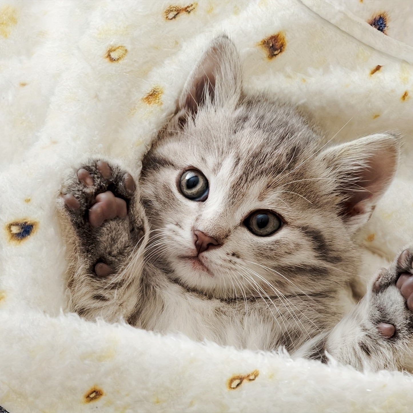 Cute kitten lying on a soft, white blanket with brown spots.