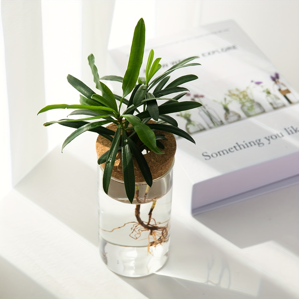 Small potted plant in a clear container with roots visible, placed on a white surface with a book in the background.