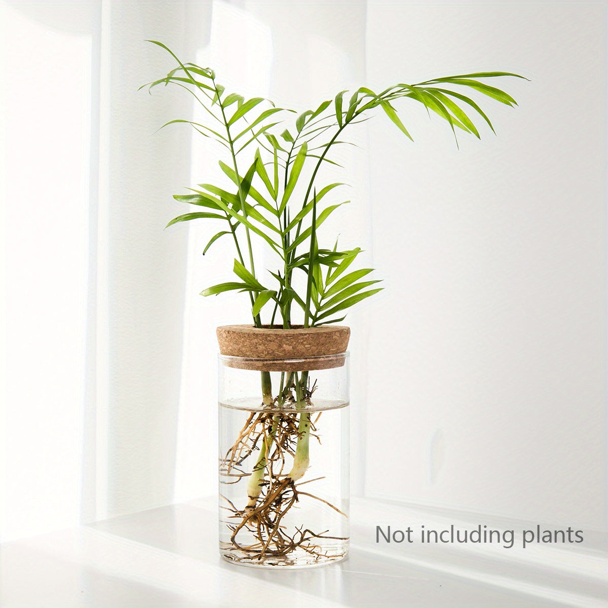 Clear glass vase with cork base containing a green plant on a white surface.