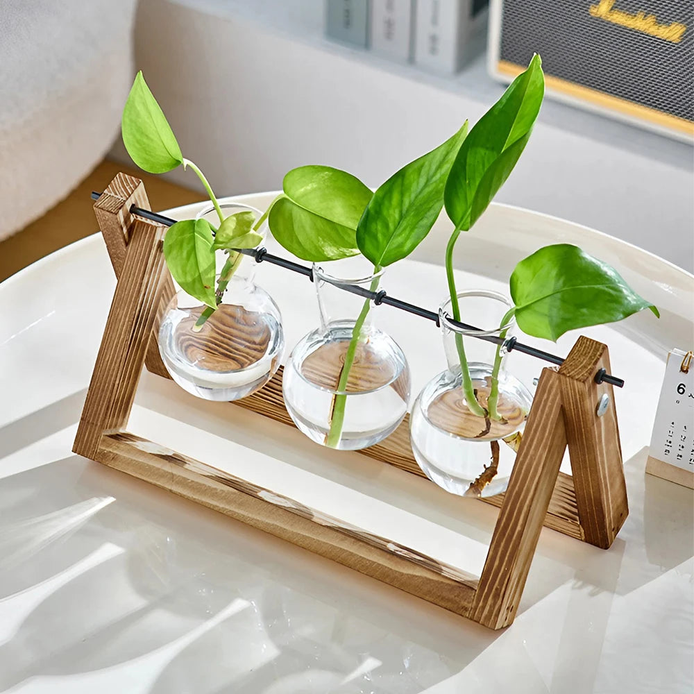 Three small plants in glass containers on a wooden stand with a blurred background